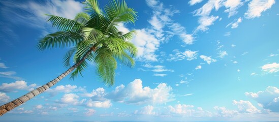 Poster - A palm tree with green leaves swaying in the wind against a backdrop of a clear blue sky perfect for a copy space image