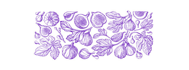 Poster - Fig tree. Hand drawn botanical sketch Farm harvest