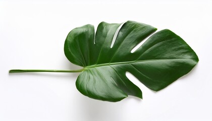 Wall Mural - closeup beautiful monstera leaf isolated on white background flat lay