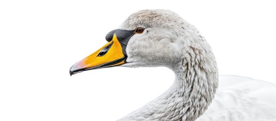 Canvas Print - Close up view of a wild whooper swan s head with ample copy space image