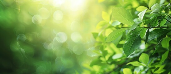 Canvas Print - Beautiful green leaves on a green background offering an attractive nature view in a garden with a copy space image of natural greenery