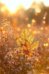 Poster - The autumn nature background shows oak leaves and dry grass. An autumnal landscape in the fall.