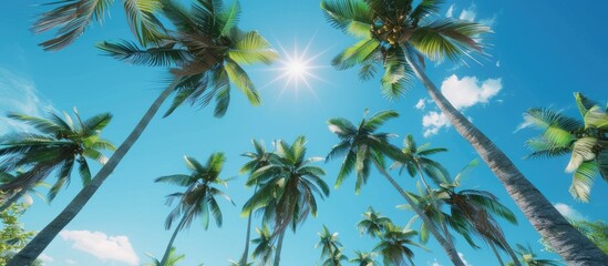 Poster - Low angle view of tropical coconut palm trees against a clear blue sky suitable as a copy space image