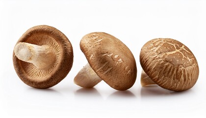 Wall Mural - three shiitake mushrooms on white background