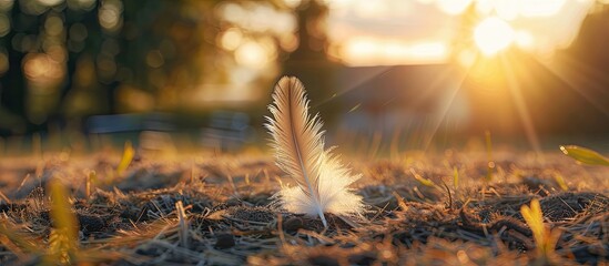 Canvas Print - Photo of a farm scene with a feather from an animal in focus set against a blurred background ideal for copy space image