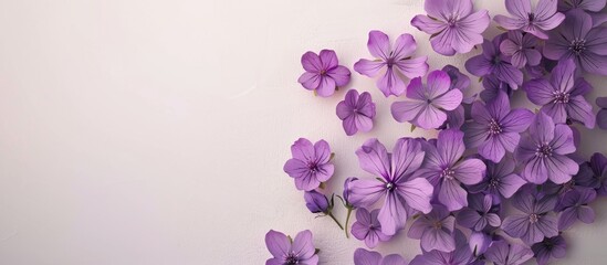 Leinwandbilder - Top down perspective of purple blooms against a neutral backdrop Picture includes room for adding text or elements. Creative banner. Copyspace image