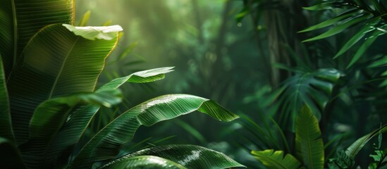 Canvas Print - Detailed closeup image of a lush green leaf from an exotic plant set against a forest backdrop The composition offers a dark tropical ambiance with visible palm trees in the background and ample copy