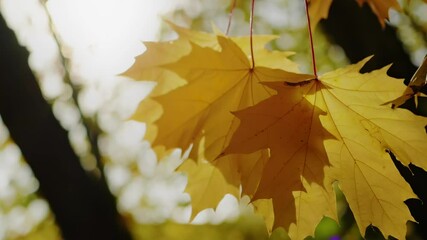 autumn sunshine, three yellow maple leaves swaying in wind in slow motion x4, close up. warm sunny w