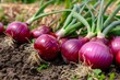 © Tatiana - Red onion harvest in the garden. Vegetable growing concept, agribusiness development.