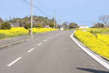 菜の花が咲く道