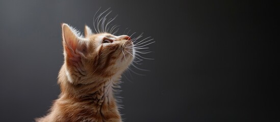 Poster - Ginger tabby kitten gazes upwards on a grey backdrop in a charming pet portrait with a humorous and beautiful pose Includes copy space image
