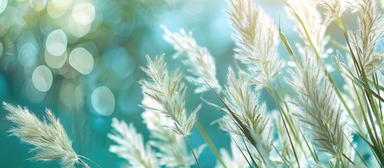 Poster - Summer garden close up featuring airy hairgrass blooms creating a serene floral background with copy space image