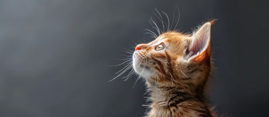 Poster - Ginger tabby kitten gazes upwards on a grey backdrop in a charming pet portrait with a humorous and beautiful pose Includes copy space image