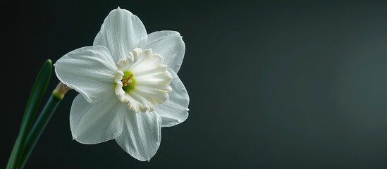 Sticker - A close up image of white Daffodil Narcissus flowers in the garden against a dark natural background with copy space for text