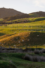 Wall Mural - Flock of sheep on a grass field.