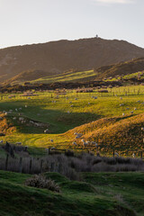 Wall Mural - Flock of sheep on a grass field.