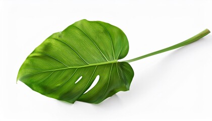 Canvas Print - plant leaf isolated on white background with clipping path monstera deliciosa