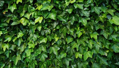 Wall Mural - green leaves background plant flower vine liana ivy plant bush nature jungle rainforest