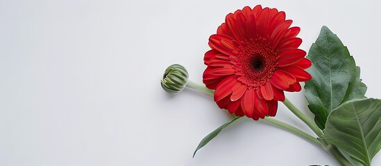 Aufkleber - Close up shot of a red gerbera flower with green leaves in a studio setting featuring a white background to frame the copy space image