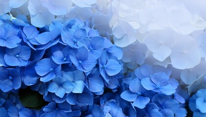 Poster - blue flowers wallpaper background