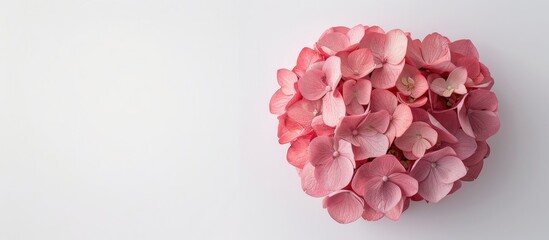 Aufkleber - A pink Hydrangea flower displayed from above on a white background providing a clear area for your text in the picture. Creative banner. Copyspace image