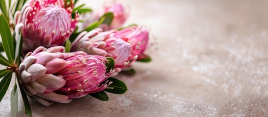Aufkleber - Pink protea flowers on a light backdrop with copy space image