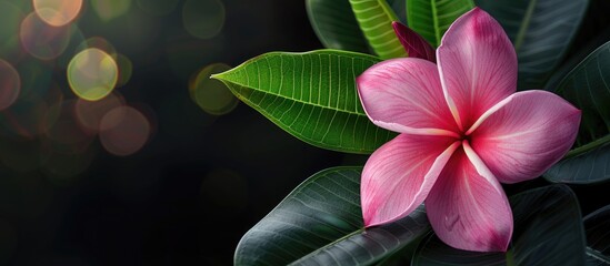 Poster - An isolated pink plumeria flower with green leaves set against a dark background with bokeh creating a captivating copy space image