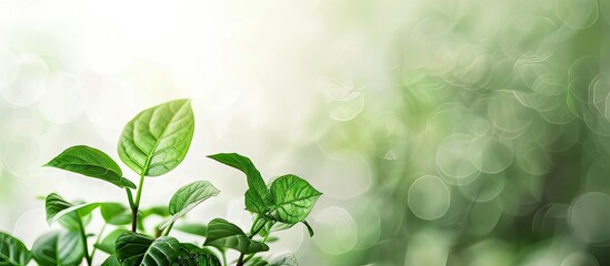 Poster - A green Gynura procumbens plant with a copy space image in the morning