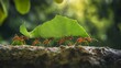 © Oulailux - A team of ants carrying large leaves together, demonstrating incredible teamwork and strength.