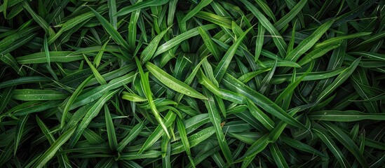 Poster - Background of garden grass with diverse colors and textures ideal for copy space image
