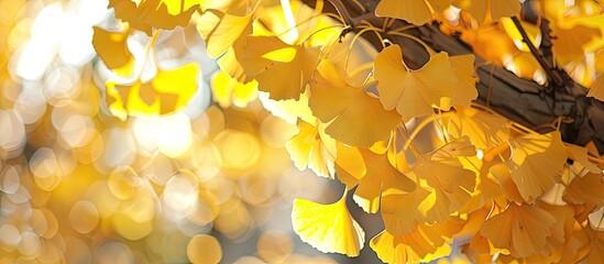 Leinwandbilder - Ginkgo biloba also known as the maidenhair tree in autumn with beautiful leaves perfect for a copy space image