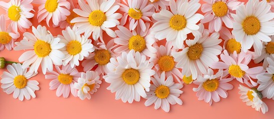 Fototapete - Colorful background with assorted chamomile flowers creating a flat lay image ideal for templates or mockups due to the available copy space