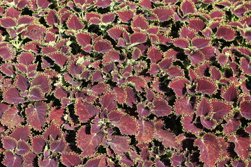 Wall Mural - Red coleus plants growing in the garden.