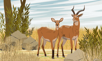 pair of african antelope kob in the savanna with tall dry grass. wild animals of africa. realistic v