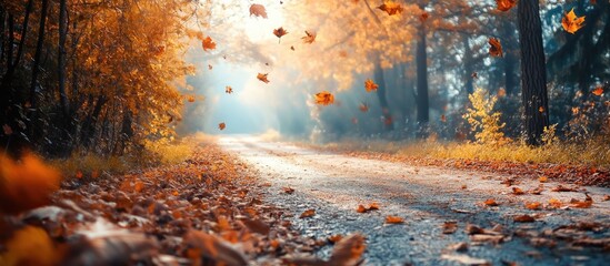 Poster - Autumn leaves in the forest New rural road Mild fall weather Copy space
