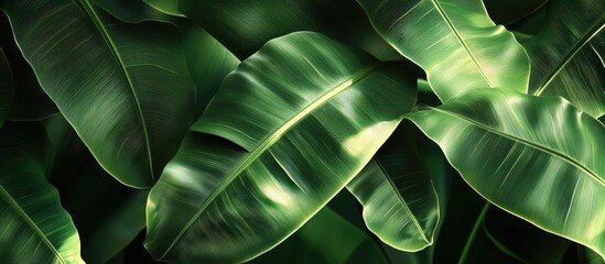 Poster - Banana leaf form Banana leaf pattern. with copy space image. Place for adding text or design