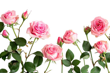 Sticker - PNG Pink roses flower petal plant.