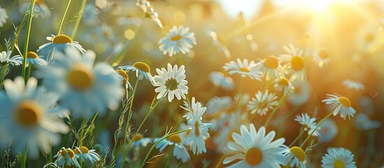 Aufkleber - Chamomile field. with copy space image. Place for adding text or design
