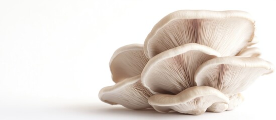 Leinwandbilder - Raw Pleurotus or oyster mushrooms set against a white background A healthy ingredient high in protein and minerals A superfood for vegan or vegetarian diets Copy space