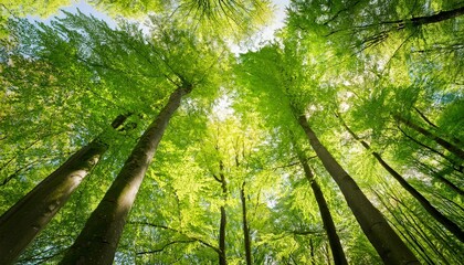 Wall Mural - green forest of beech trees looking up low angle shot