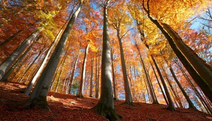 Wall Mural - forest of tall beech trees in autumn low angle shot