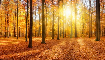 Wall Mural - panoramic sunny forest in autumn