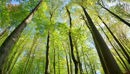 forest of beech trees in early spring from below fresh green leaves