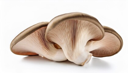 Wall Mural - delicious oyster mushrooms isolated on white backgrouond