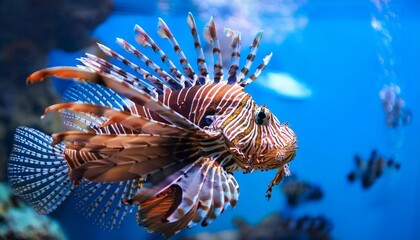 a lionfish in an aquarium swims slowly in the water