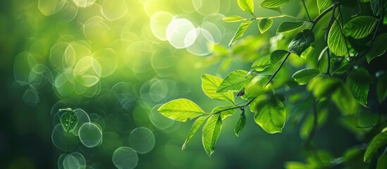 Aufkleber - Fresh healthy green bio with an abstract blurred nature background featuring bokeh. with copy space image. Place for adding text or design