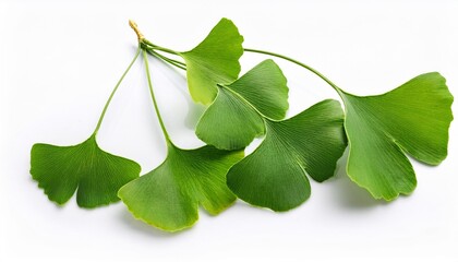 ginkgo biloba leaves isolated on a white background