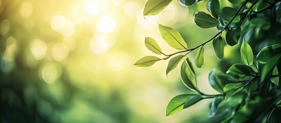 Poster - Beautiful natural scenery featuring green leaves in the forest A blurred greenery backdrop illuminated by sunlight with bokeh and copy space suitable for a background of natural plants landscape Flat