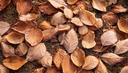 Wall Mural - dry brown leaves fallen on the ground as autumn season background