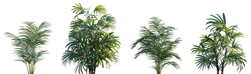 Wall Mural - set of 2 rhapis excelsa and 2 dypsis lutescens palm frontal medium and small isolated png on a trans